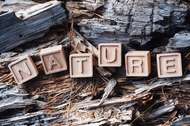 The laid out inscription nature from wooden cubes Birch fallen tree in the autumn forest The concept of nature conservation