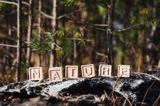 The laid out inscription nature from wooden cubes Birch fallen tree in the autumn forest The concept of nature conservation