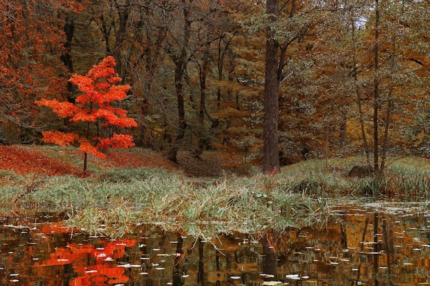 Lake in the autumn park