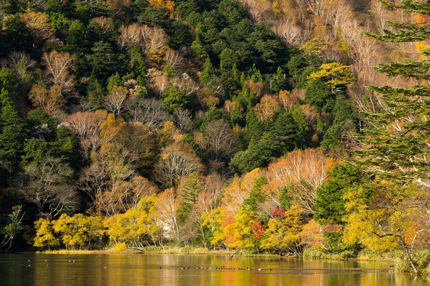 Lake in autumn