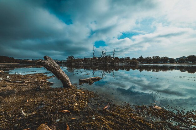 Lake in the city of Copenhagen driftwood on the shore