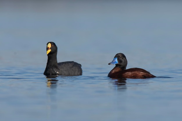 Photo lake duck and coot pampas lagoon environment la pampa province patagonia argentina