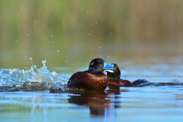 Lake Duck in Pampas Lagoon environment La Pampa Province Patagonia Argentina