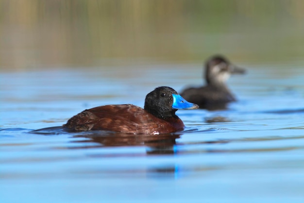 Lake Duck in Pampas Lagoon environment La Pampa Province Patagonia Argentina