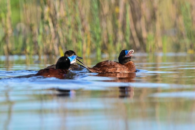 Lake Duck in Pampas Lagoon environment La Pampa Province Patagonia Argentina