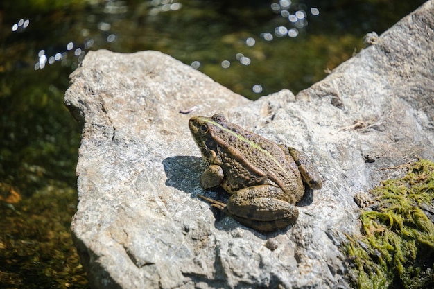 Lake frog crawled out water on rock to bask bright sun