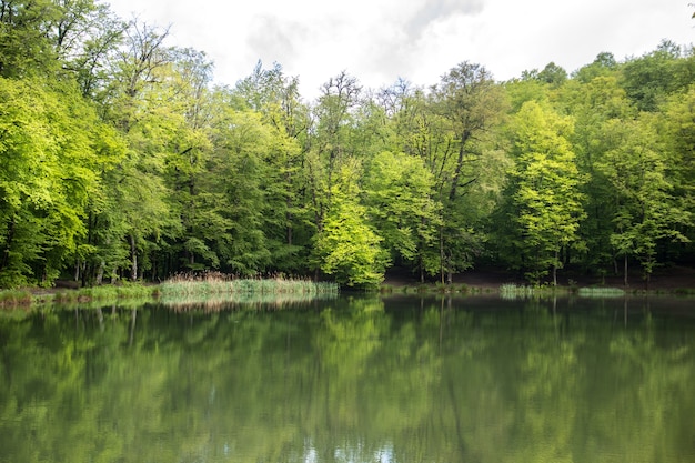 Lake in the green forest