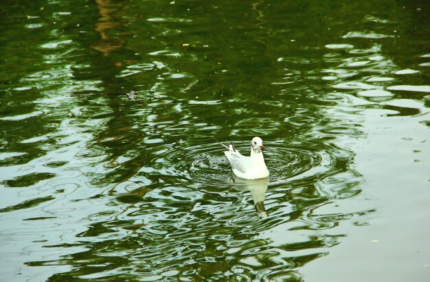 Photo a lake gull floating in the pond