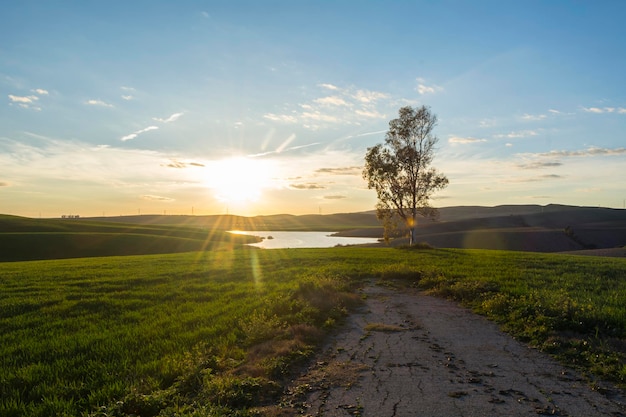 Lake landscape in green field