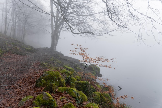 Lake in nature in foggy day