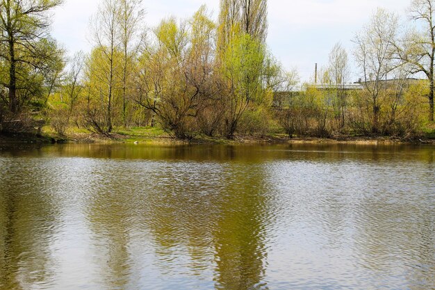 Lake in park on spring