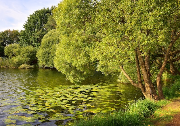 The lake in the Park. Willow on the shore, water lilies floating on the water