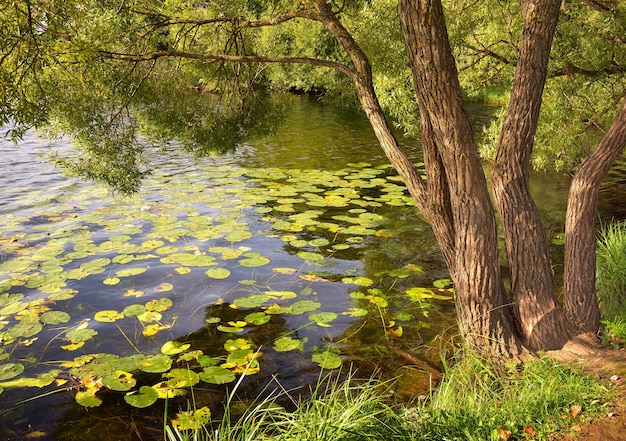 The lake in the Park. Willow on the shore, water lilies floating on the water