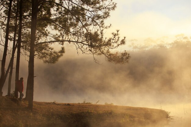 lake and pine forest on morning time at 