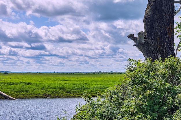 Lake on a plain with a tree and a field and a blue sky above them