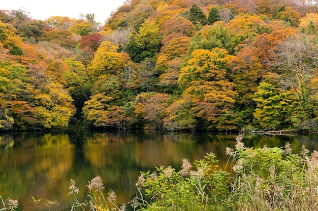 Lake pond in autumn season