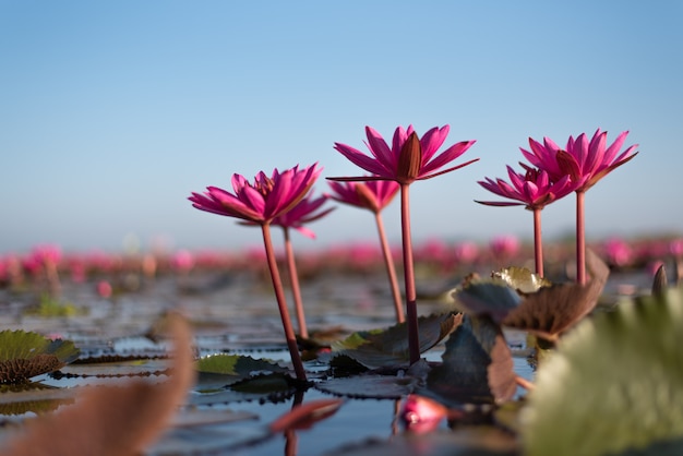 Lake of red lotus in upcountry Thailand