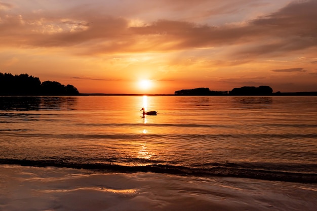 Lake at sunset Calm water in evening dusk landscape with duck floating on surface