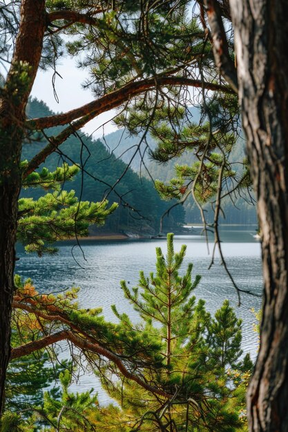 Lake Through Trees