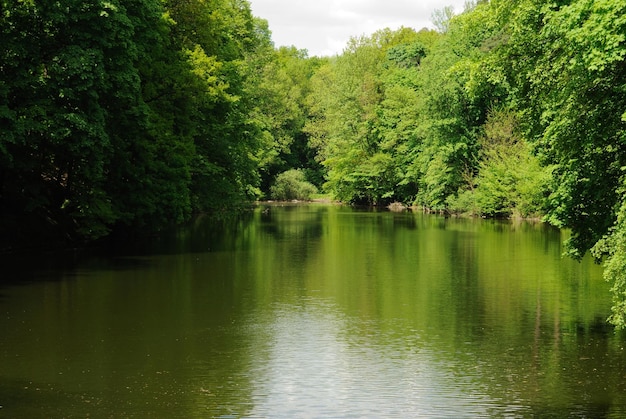 Lake trees summer nature park