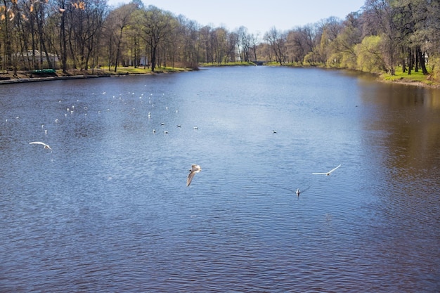 A lake with a bird flying over it