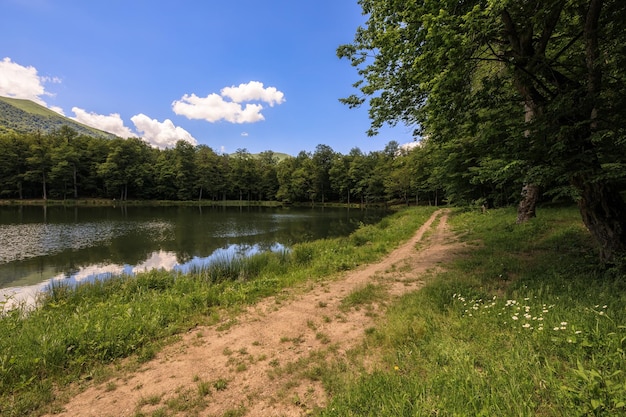 Lake with forest