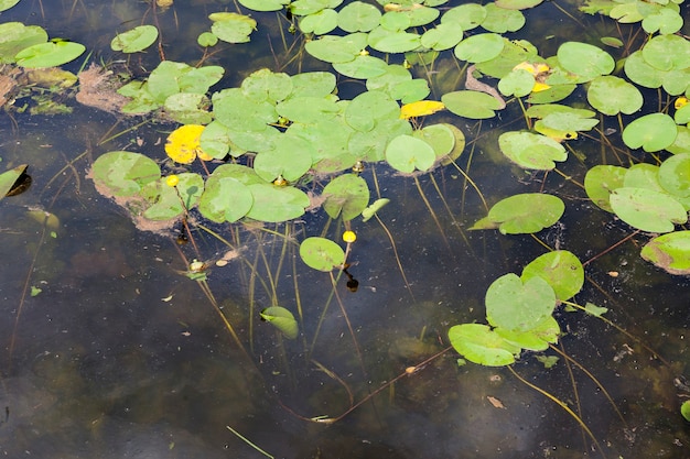 Lake with growing water lilies and other vegetation, summer time on a lake with standing water and water lilies near the forest