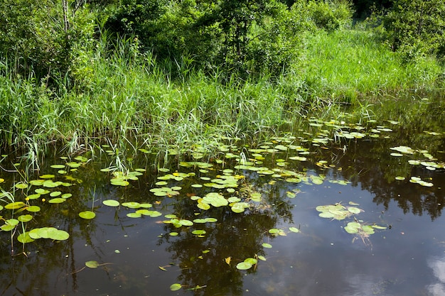 Lake with growing water lilies