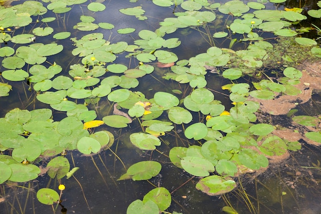 Lake with growing water lilies