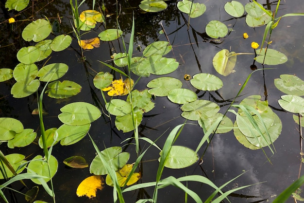 Lake with growing water lilies