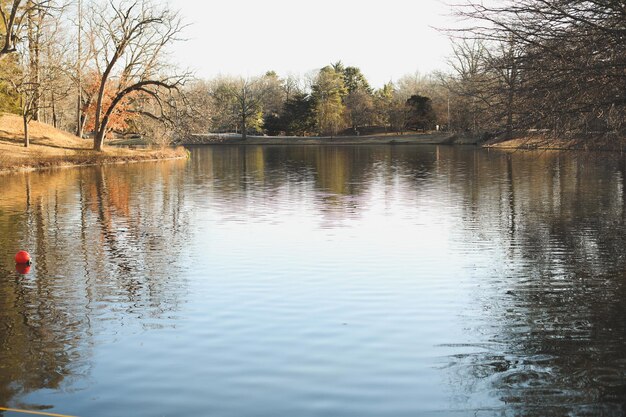 A lake with trees and a tree in the background