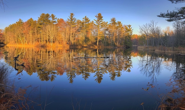 a lake with a trees