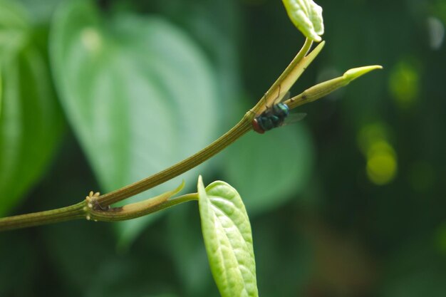 lalat or flies on the trunk