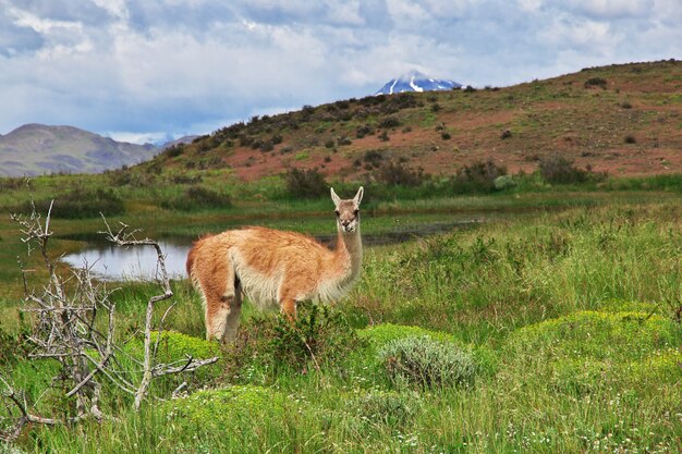 Lama in Torres del Paine National Park, Patagonia, Chile