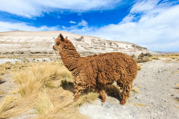 Lamas in Andes,Mountains, Peru