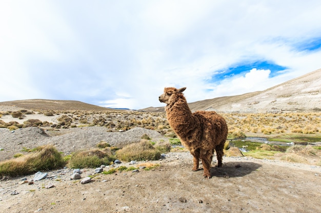 Lamas in Andes,Mountains, Peru