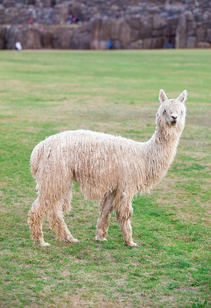 Lamas in AndesMountains Peru