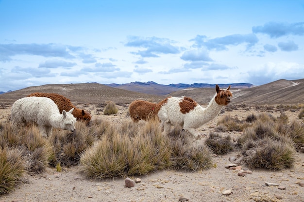 Lamas in AndesMountains Peru