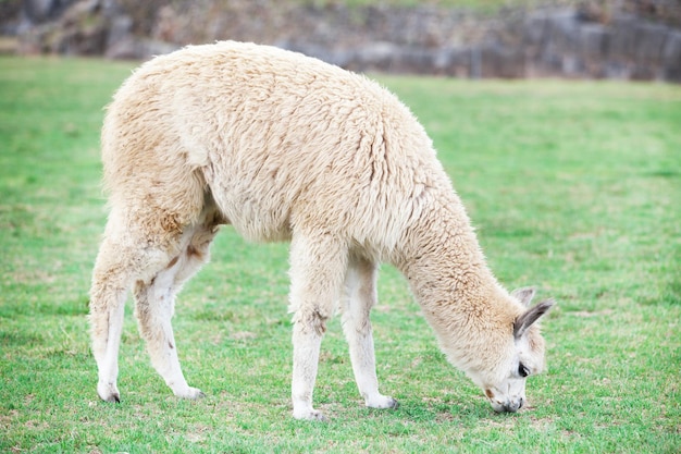 Lamas in AndesMountains Peru