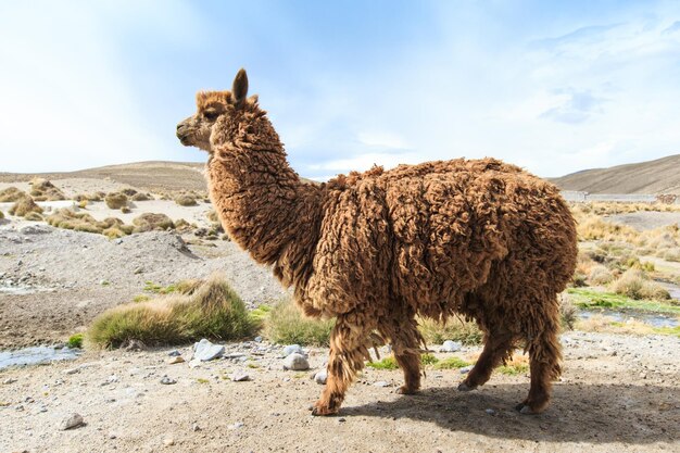 Lamas in AndesMountains Peru