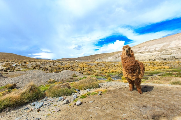 Lamas in AndesMountains Peru