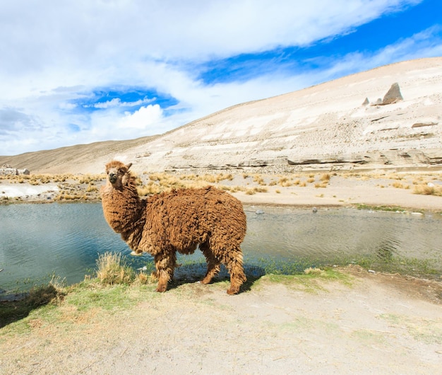 Lamas in AndesMountains Peru