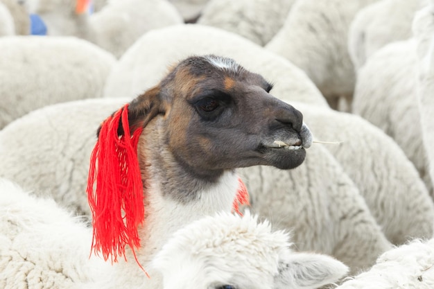 Lamas in AndesMountains Peru