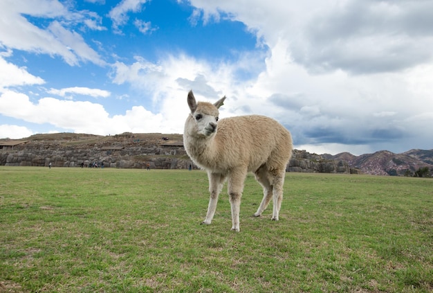 Lamas in AndesMountains Peru