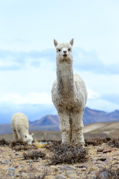 Lamas in AndesMountains Peru