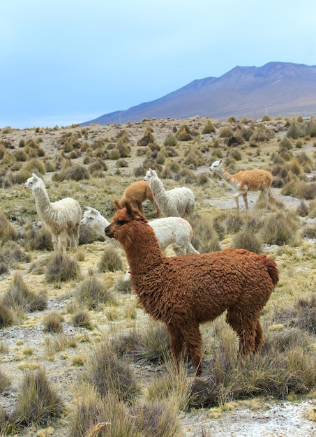 Lamas in AndesMountains Peru