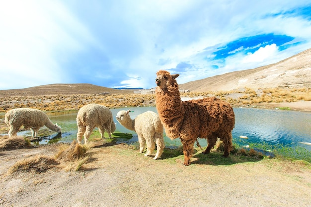 Lamas in AndesMountains PeruxAxA