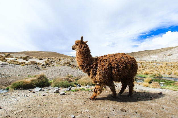 Lamas in Mountains