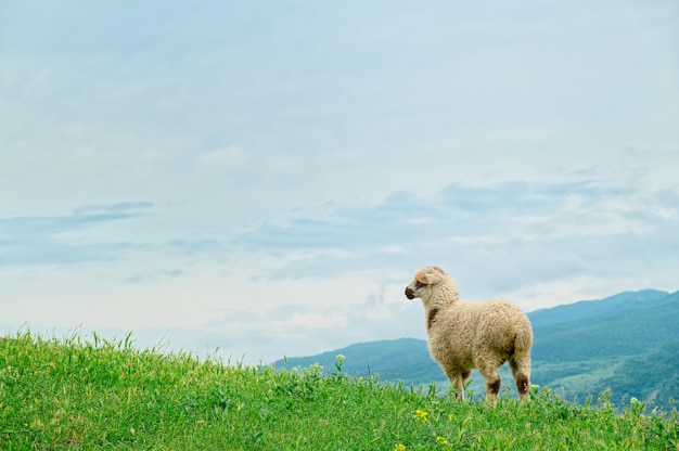 Lamb grazing on a picturesque landscape