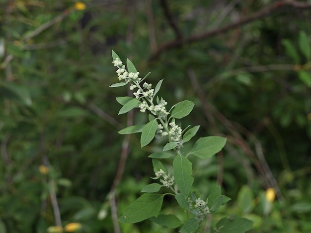 Lamb'squarters flowering plant also called muchweed frost blite